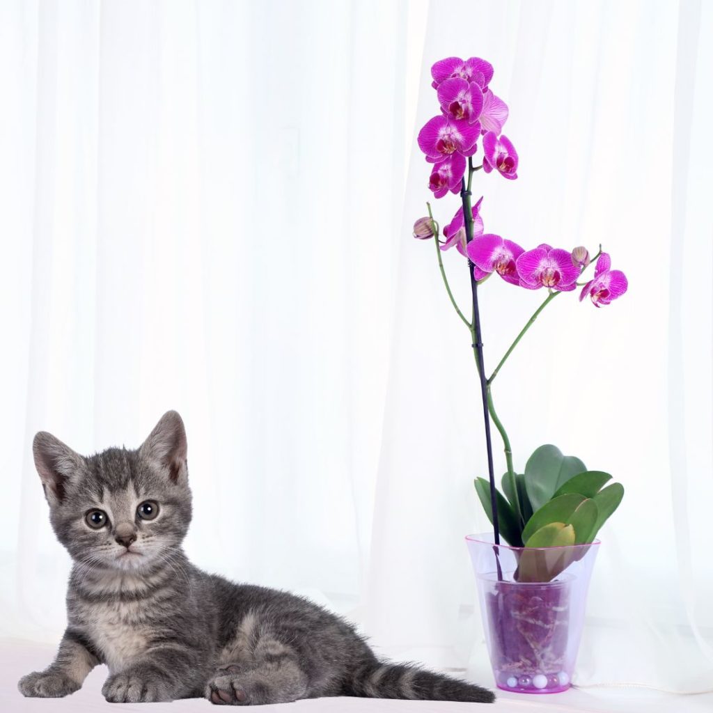 Cat next to orchids