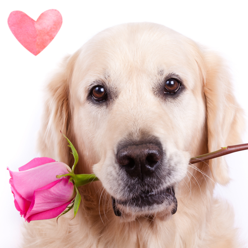 Dog with rose