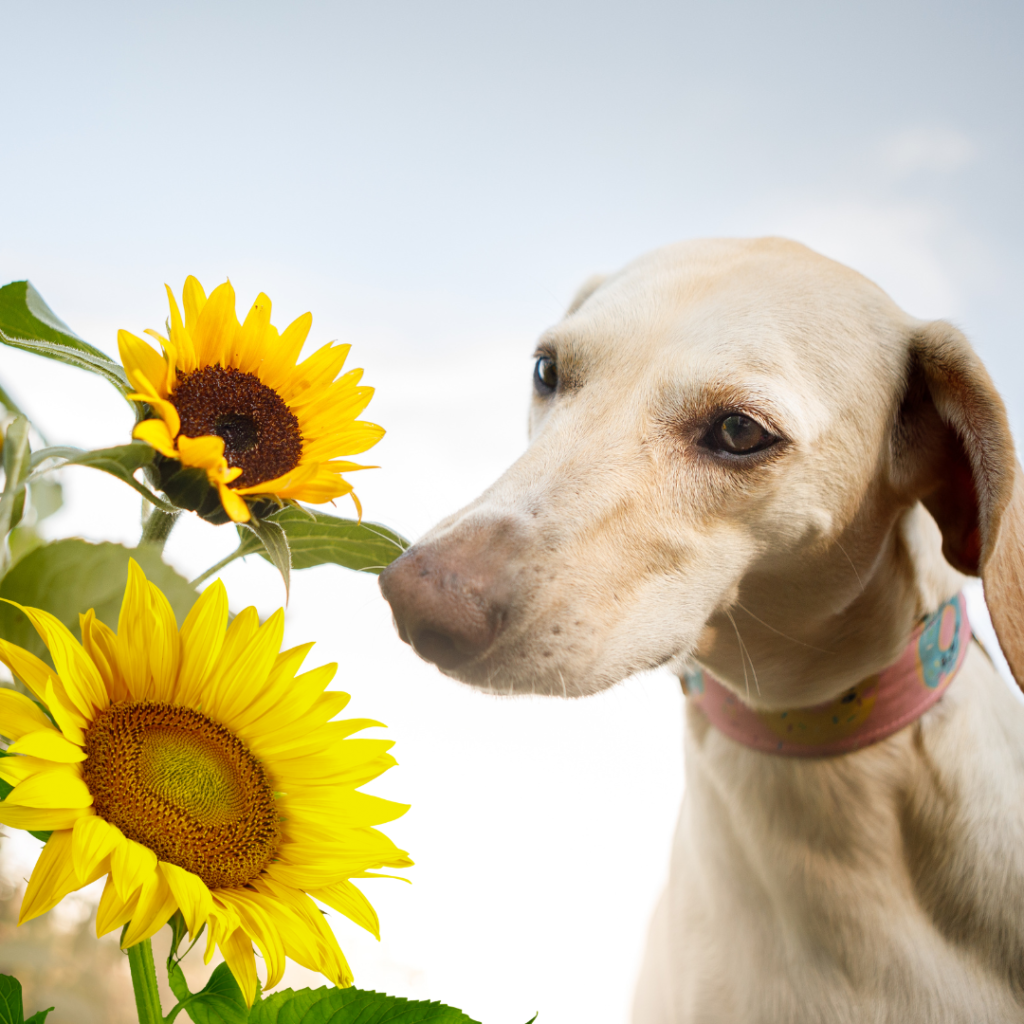dog with sunflower
